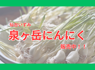 泉ヶ岳にんにく販売中 サムネイル